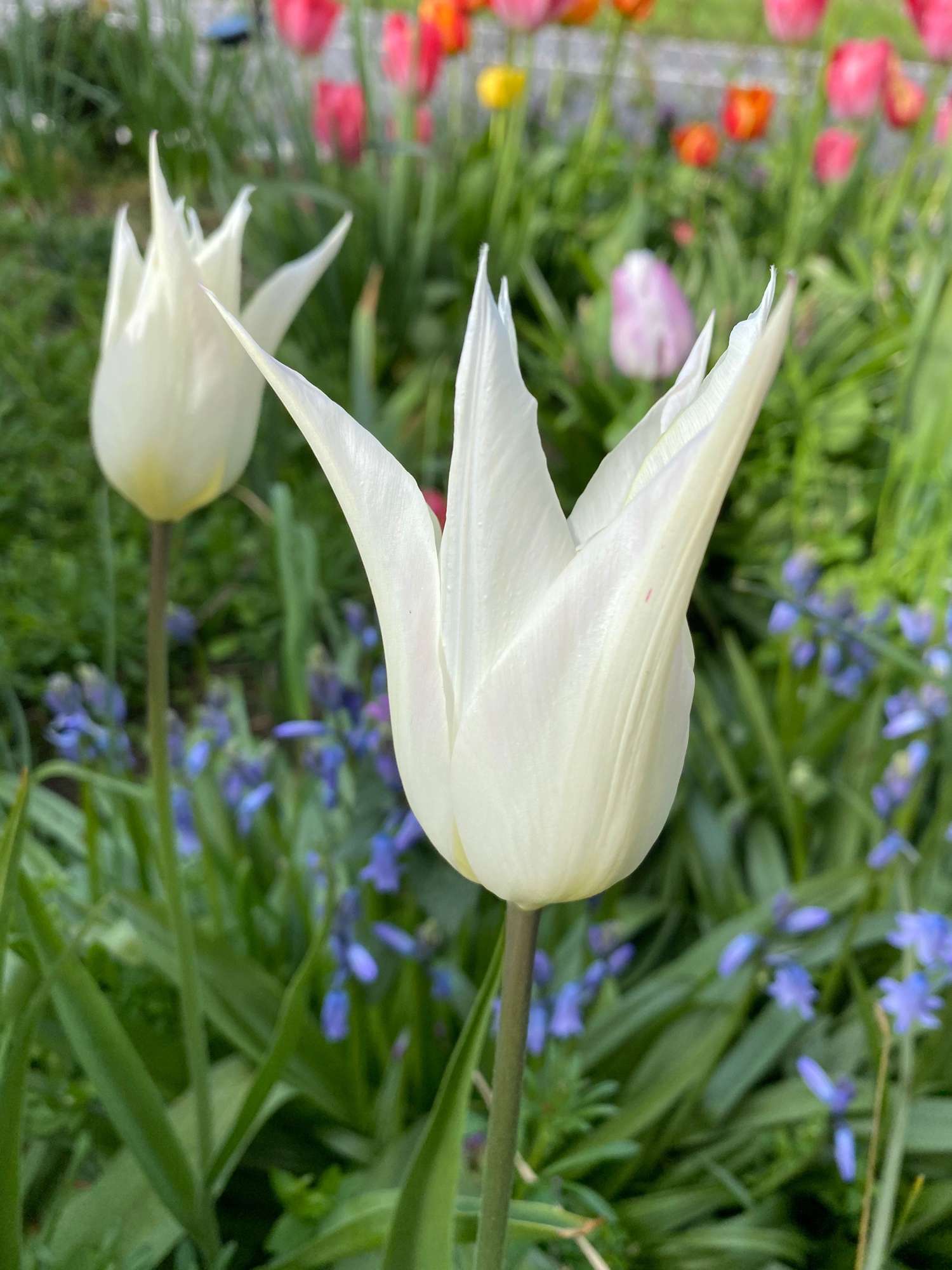 Tulppaani 'White Triumphator'